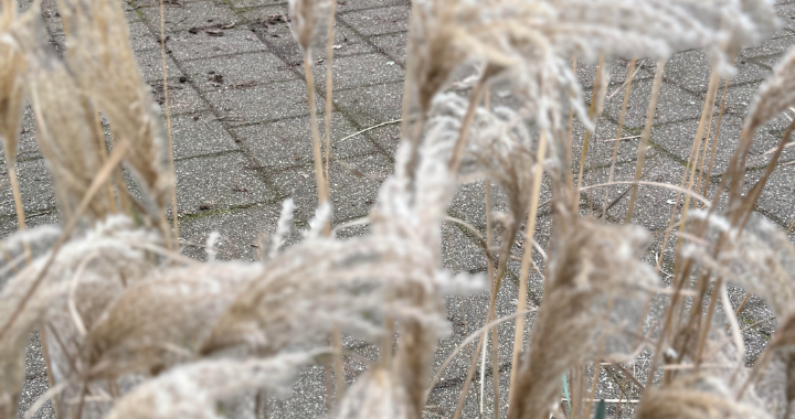 Outdoor learning — walking through wavy grass