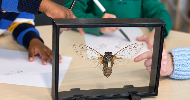 A nature provocation